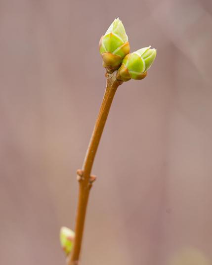 Tree twig with nice fat  buds at the end