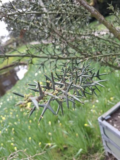 Prickly plant
