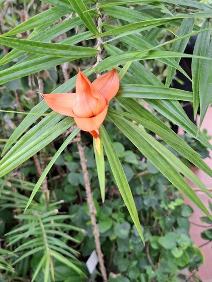 Orange flower before green background