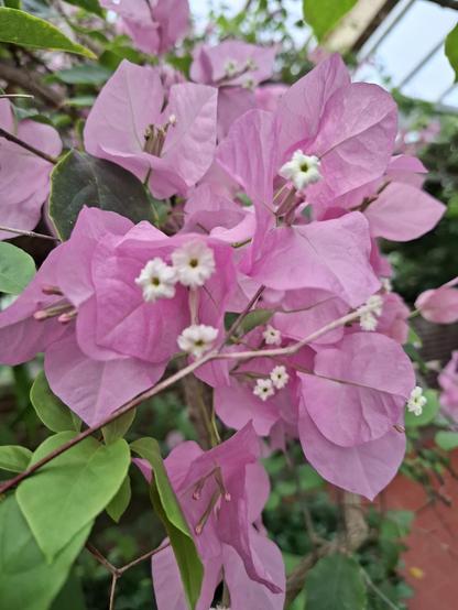 Large pink and small white flowers