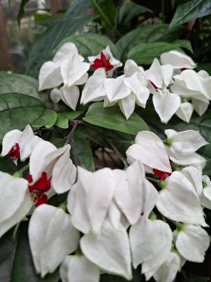 White flowers with red accents