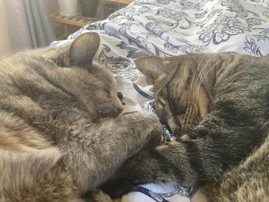 Two sleepy cats