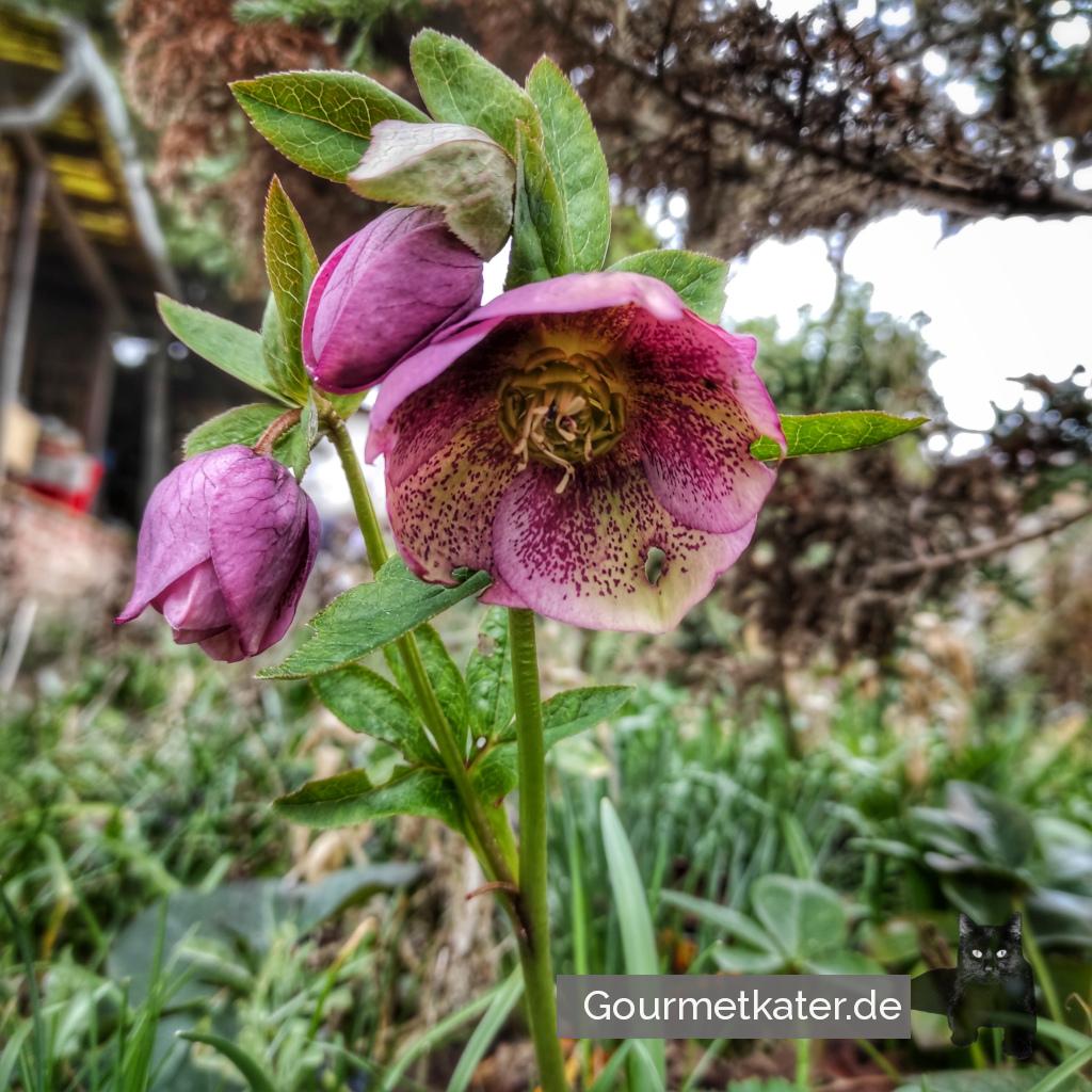 Grüße aus dem Fuhnegarten