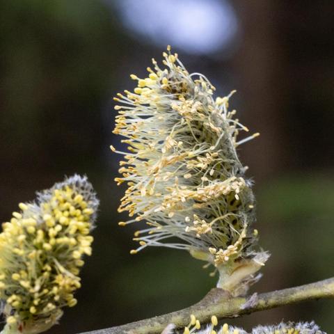 Weidenkätzchen der männlichen Saalweide. Als gelbe kleine Punkt ist der Pollen zu sehen, dazwischen feine Härchen mit den Staubgefäßen an den Enden.