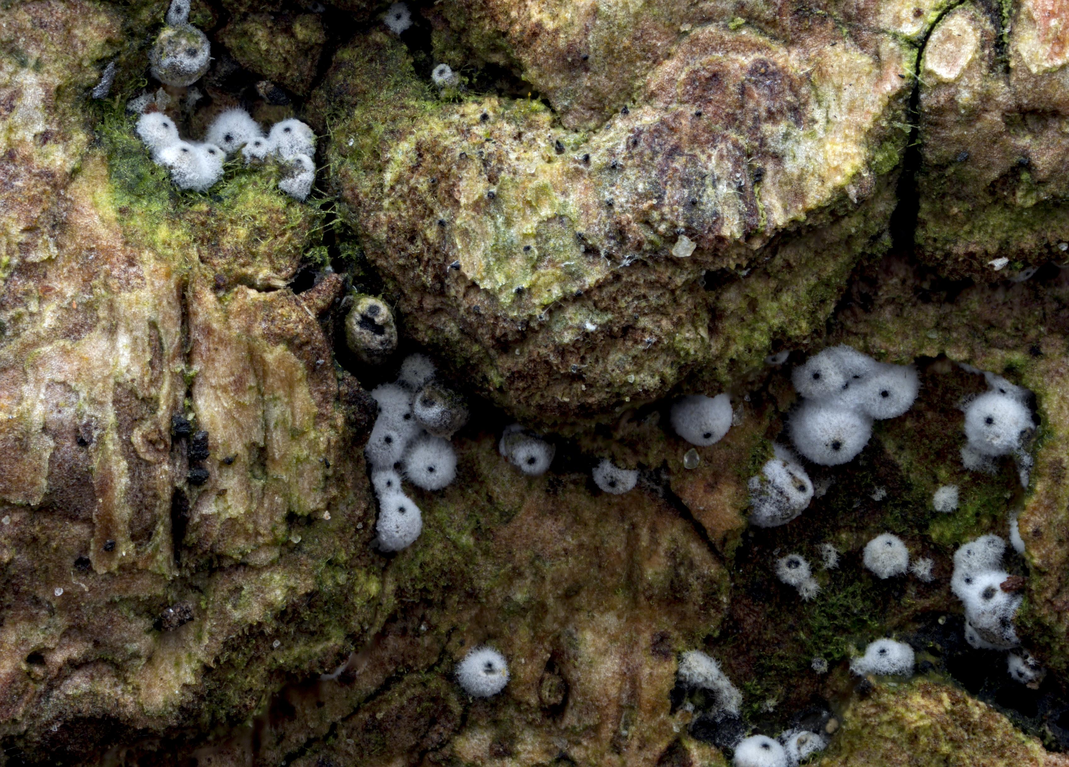 Posted media