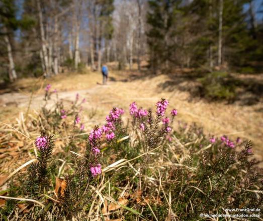 A tranquil and picturesque forest scene unfolds in this image, capturing the subtle beauty of nature in transition. The foreground is adorned with clusters of delicate pink heather flowers, their vibrant color standing out against the dry, golden grasses and brown leaves. The flowers add a touch of softness and charm to the otherwise rugged landscape.

In the background, a trail winds gently through a mix of tall trees, their bare branches reaching toward the sky. The trees create a natural can…