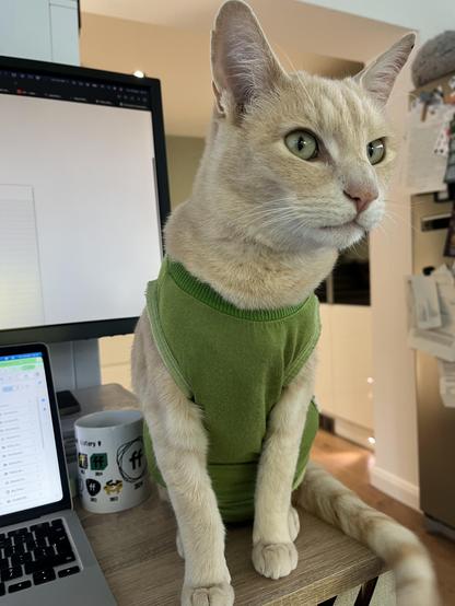 Turnip - a strawberry blonde “ginger” cat sits on my desk wearing a surgical vest