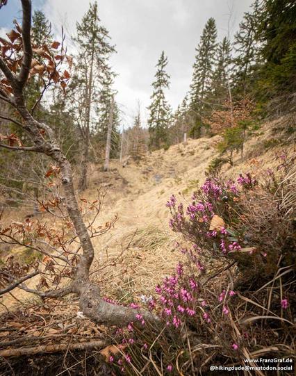 A tranquil and picturesque forest scene unfolds in this image, capturing the delicate beauty of nature in early spring or late autumn. The foreground is adorned with clusters of vibrant pink heather flowers, their vivid color standing out against the dry, golden grasses and scattered brown leaves. The flowers add a touch of softness and charm to the otherwise rugged landscape.

In the background, a trail winds gently through a forest of tall trees, their branches mostly bare but adorned with a …