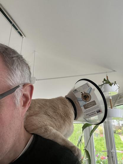 Turnip rests on my shoulder wearing his cone, staring at the forbidden outside