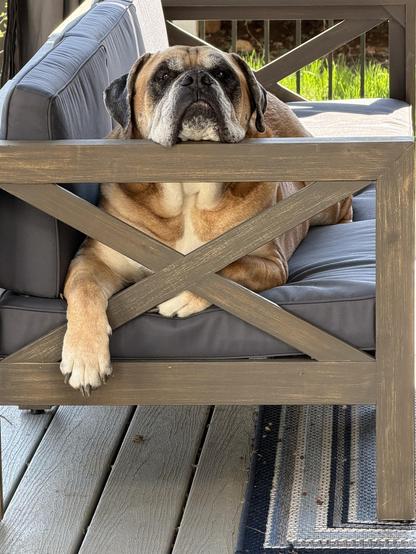 Dog resting head on patio furniture looking grumpy