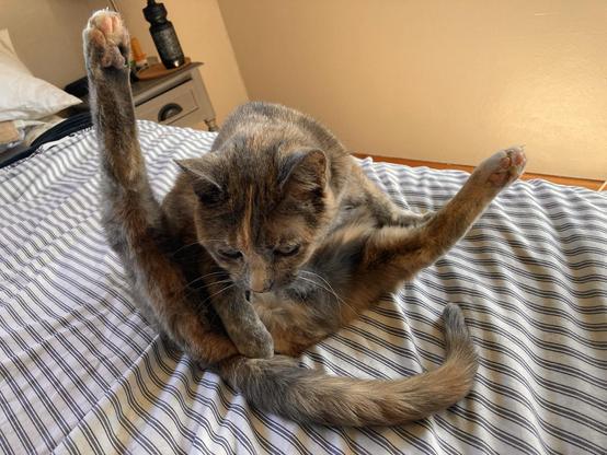 A cat doing… a pose.