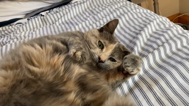 A cat being rubbed.