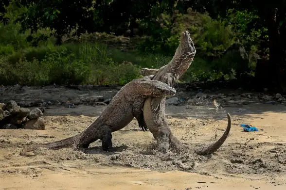 Fierce fight between two giant lizards on the beach with one Komodo Dragon taking a big bite out of the other