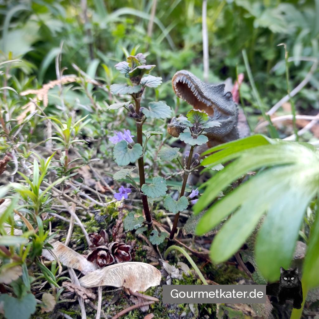 Mein Garten...