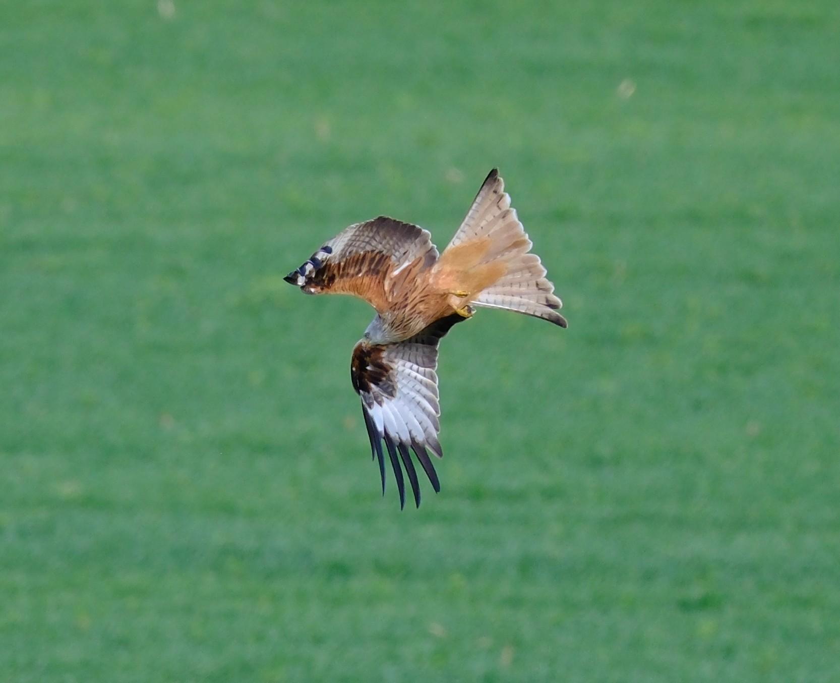 Rotmilan (milvus milvus) flying downwards with its wings spread forwards.