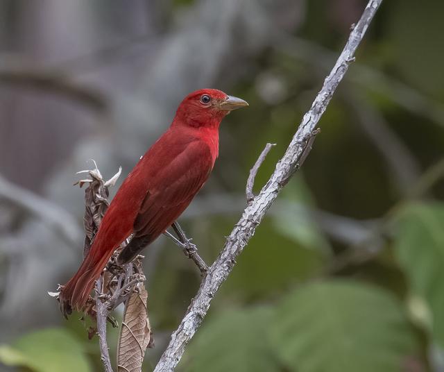 Aves do Brasil (@avesbrasil@mastodon.social)