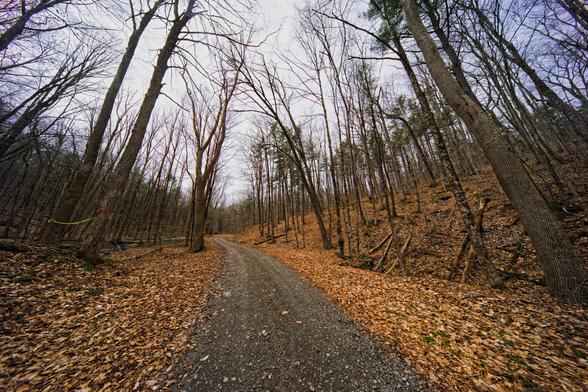 Dirt road heads up from center and turns left near the center of the frame with leaves on both sides and trees closing in from both sides with a V-shaped horizon and bright overcast sky above.