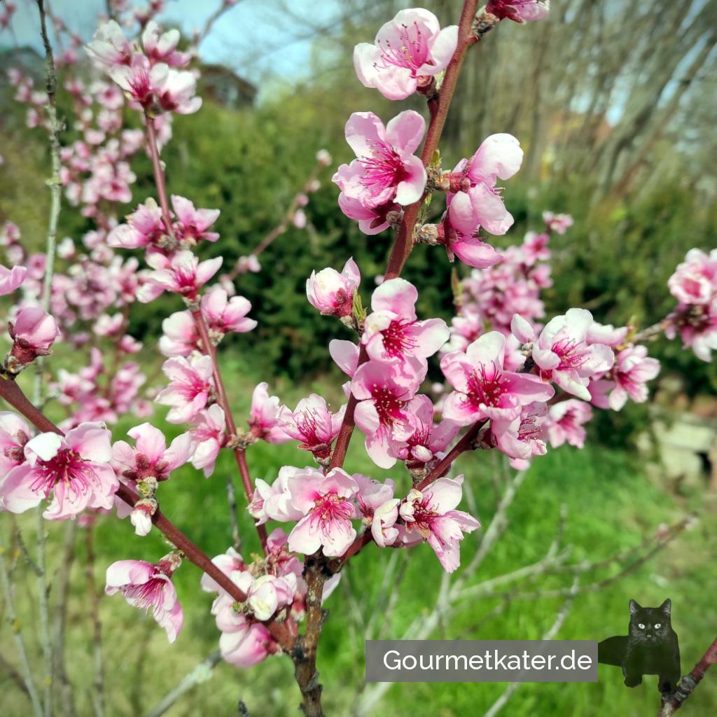 Obstblüte