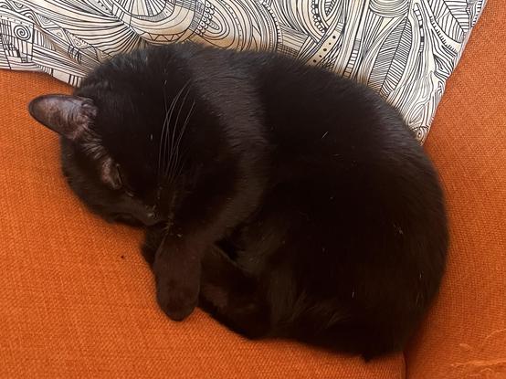 Zusammengerollte schwarze Katze, schlafend, auf einem orangenen Sessel.