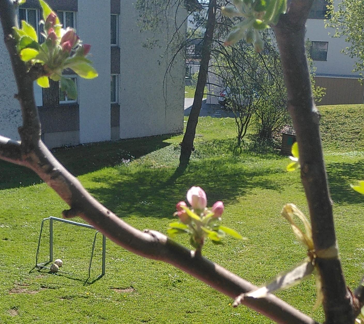 Erste zarte rosaweiße Blüten am Apfelbäumchen. Links oben und in der Mitte des Bildes am selben Ast.