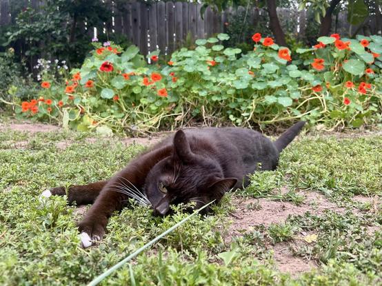 Brown tuxedo cat laying on grass in front of nasturtiums looking towards camera