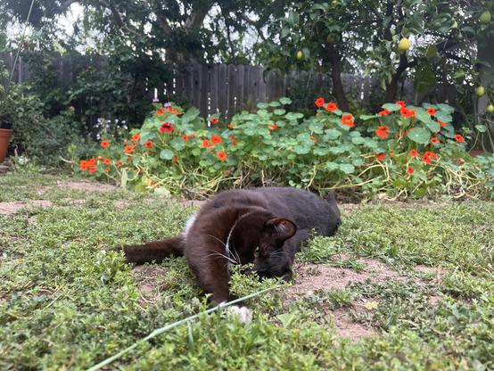 Brown tuxedo cat laying on grass in front of nasturtiums looking towards camera