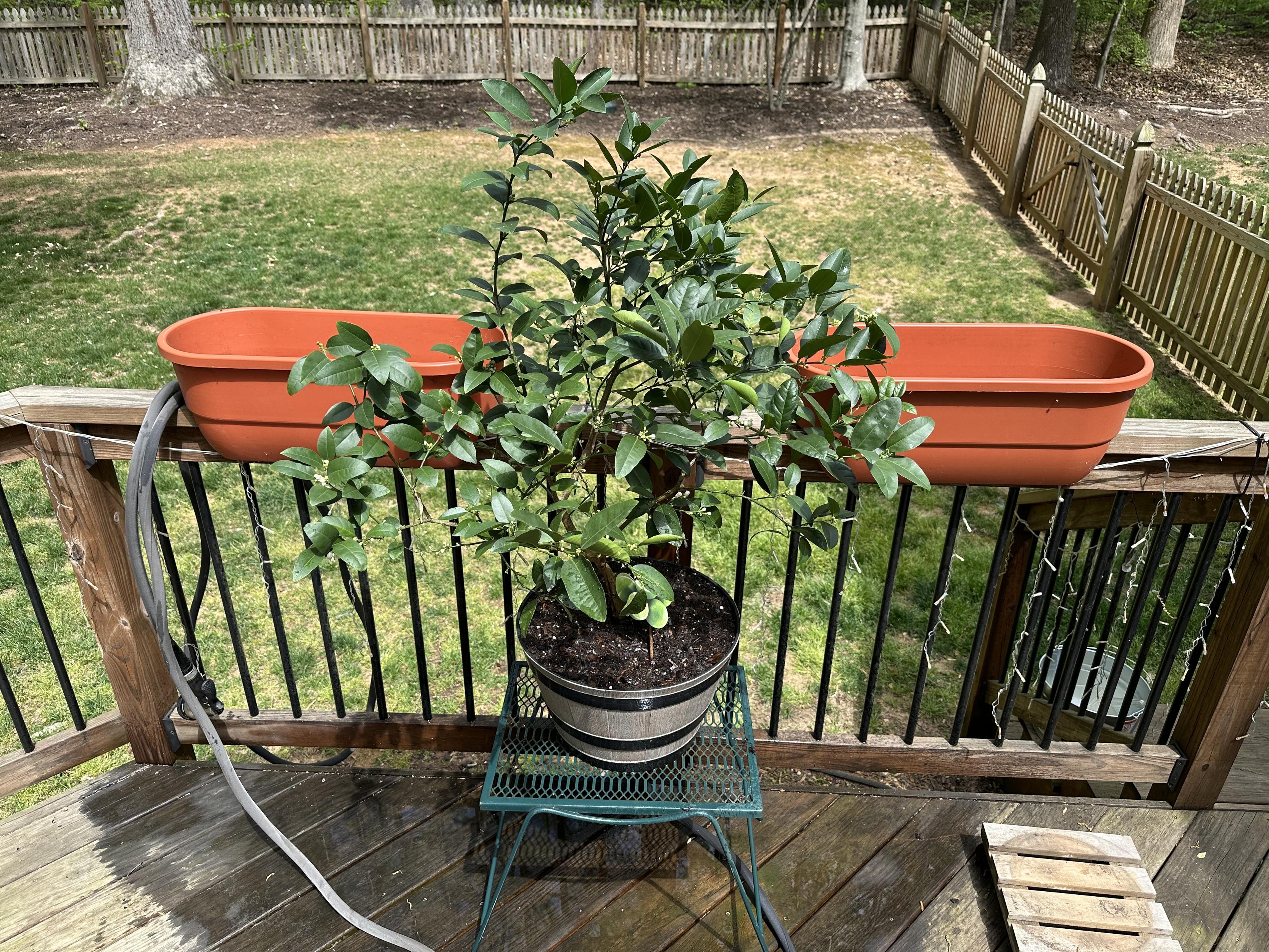 My bushy green lime tree sitting on a raised table on my deck, watered so soiled and ready to go for the summer