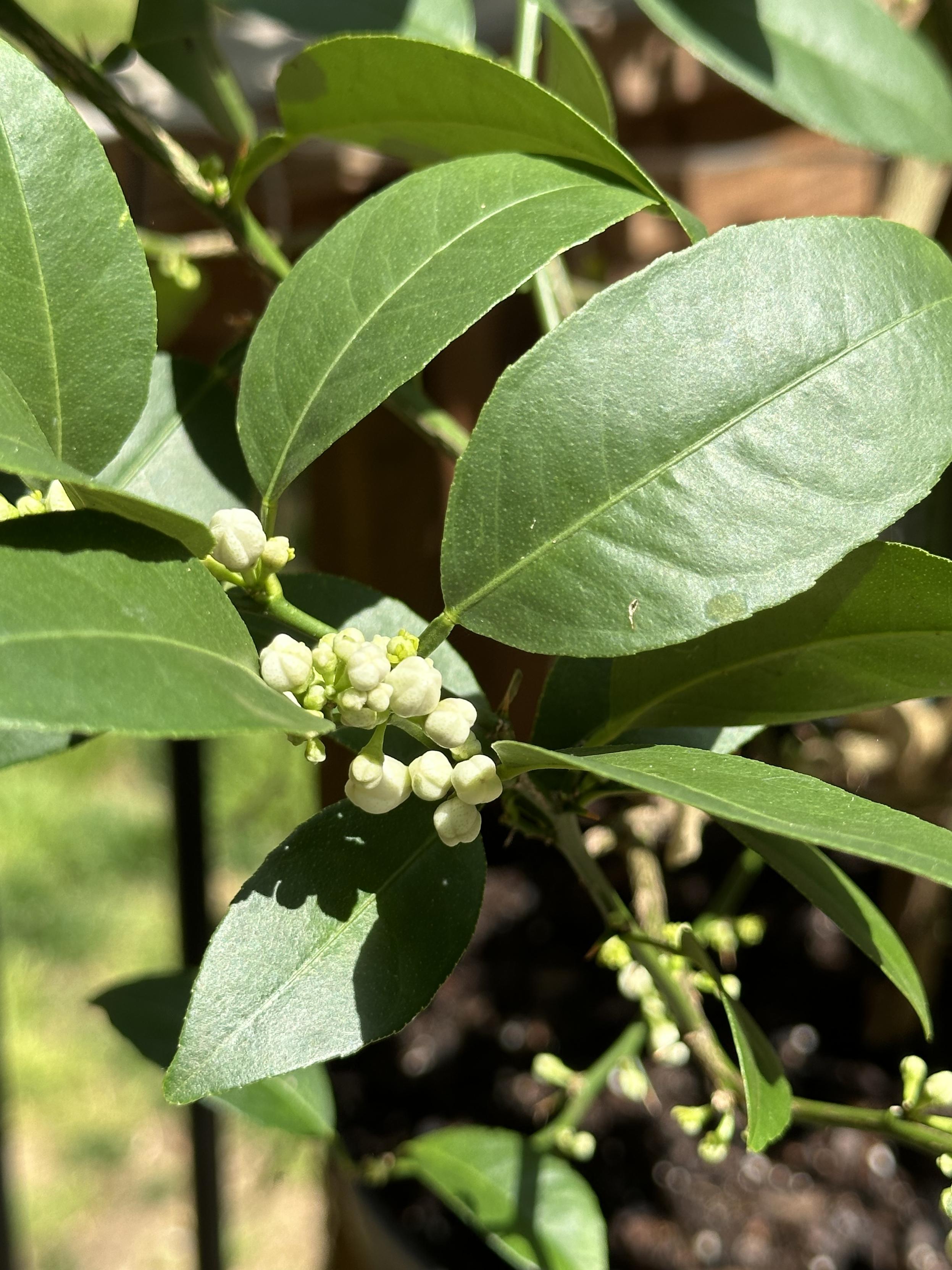Close a picture of some of the white young buds on the lime tree. The plant is covered with them. I’m going to have a lot of key  limes.