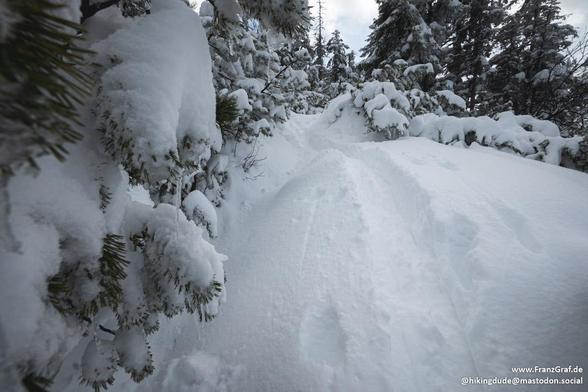 A serene and untouched winter forest scene unfolds in this image, capturing the quiet beauty of a snow-covered trail. The foreground features a path blanketed in deep, pristine snow, winding its way through a dense forest. The snow's surface is marked by a few footprints, suggesting recent passage and adding a sense of exploration and adventure.

The trail is flanked by snow-laden evergreen trees, their branches bending under the weight of the snow, creating a natural tunnel that adds depth and…