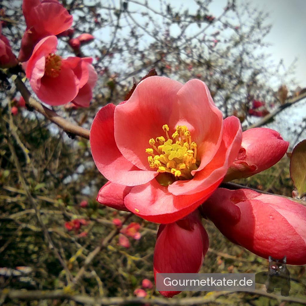 Noch mehr Obstblüte