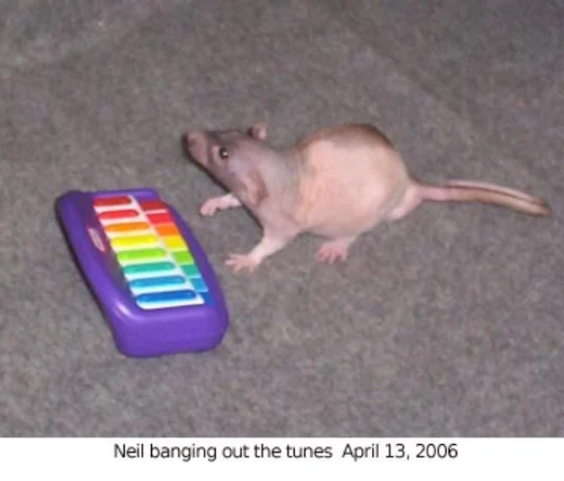 A rat with a small toy xylophone. Caption: Neil banging out the tunes, April 13 2006.