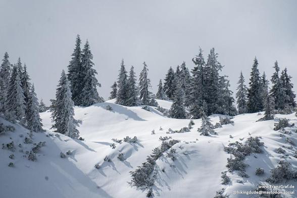 A breathtaking winter landscape unfolds in this image, capturing the serene beauty of a snow-covered hillside. The scene is dominated by undulating waves of pristine snow, their smooth curves creating a sense of rhythm and movement across the landscape. The untouched snow glistens under the soft light, adding a sense of purity and tranquility.

Scattered across the hillside are clusters of evergreen trees, their branches heavy with snow. The trees add texture and depth to the scene, their dark …