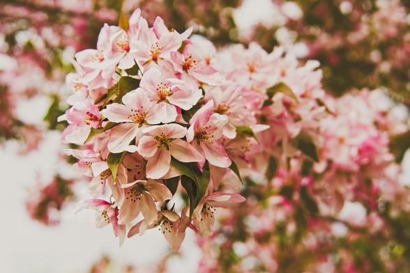 Mass of perfect cherry blossoms in perfect focus in the middle of the page with out of focus ones further away everywhere except the lower left corner which is blown out white.