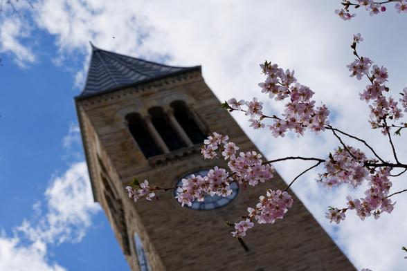 Sprig of cherry blossoms in front of clock tower with cumulus clouds and blue sky behind