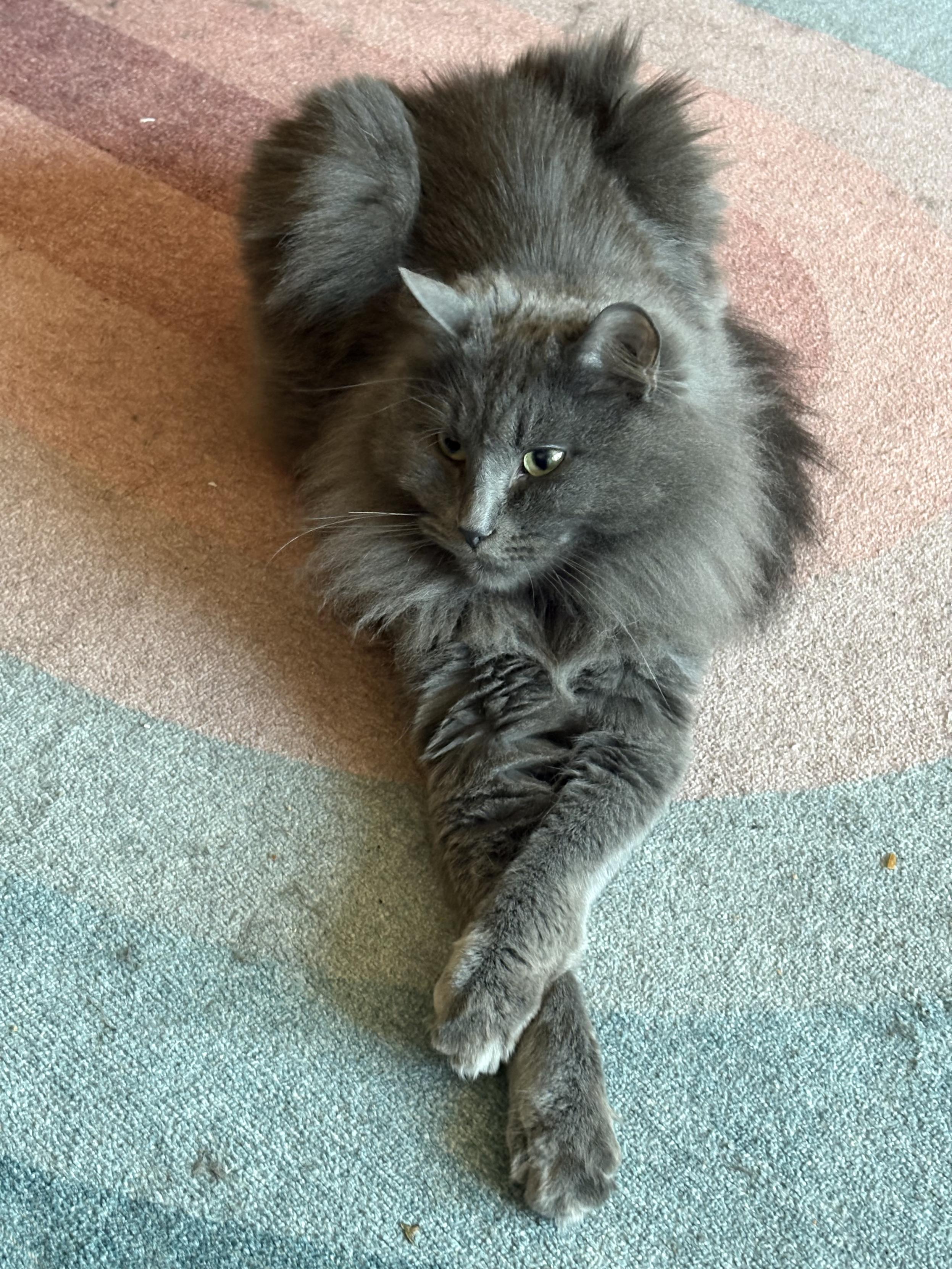 Benny, a silver-grey long haired cat, sitting on a pastel rainbow rug. He’s facing the camera with his paws crossed and stretched out in front of him, looking slightly to the side