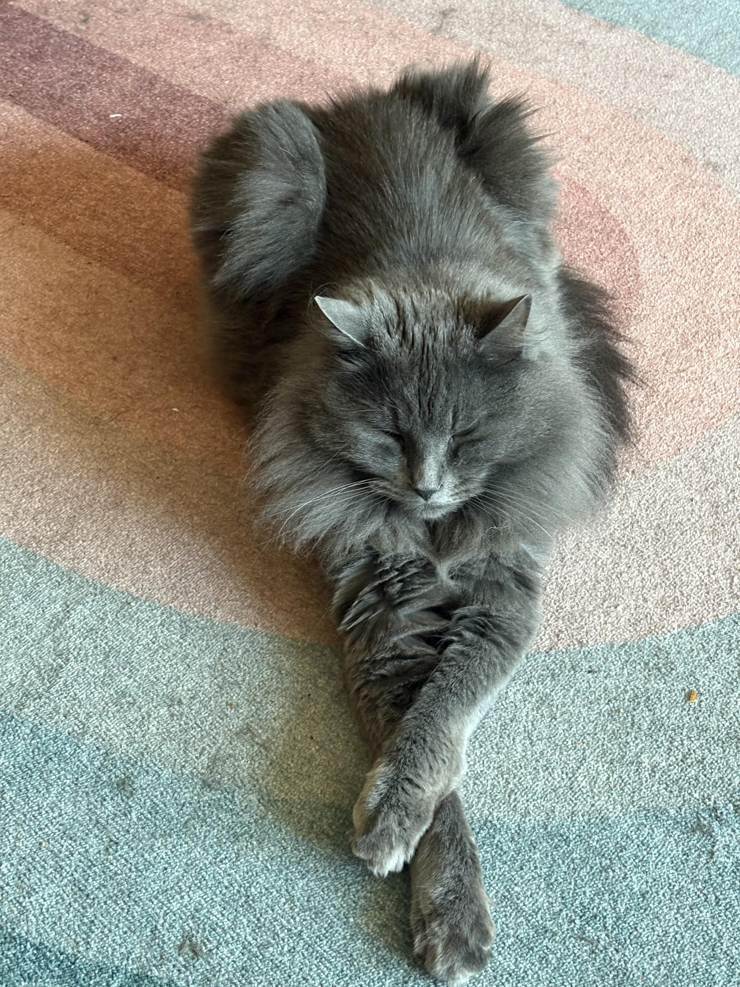 Benny in the same pose but now with his eyes closed and head down