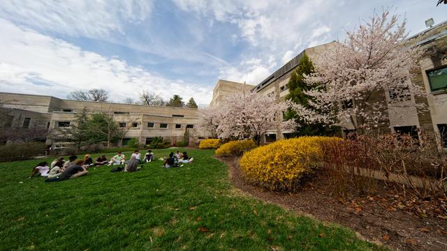 To the left a grass lawn with a group of people sitting cross-legged in a circle with a planting of forsythia and sakura to the right all surrounded by beige buildings with a blue sky above.