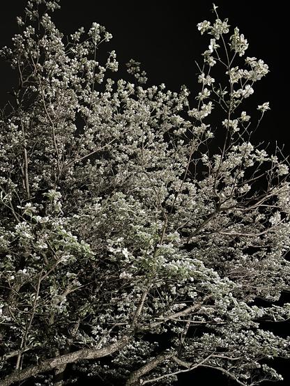 A photo of a dogwood tree in full bloom. The petals are a pale, chalk-like brilliant grey with bits of the green leaves showing. The branches and trunk are a concrete grey with cool patterns in the 30+ year old bark. The photo was taken under the tree pointing up towards the night sky - the jet black of the background against the texture of the light petals is beautiful.