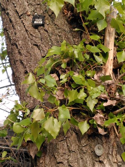 Die besagte Baumnummer, und zusätzlich noch eine weitere an dem Baum angebrachte.