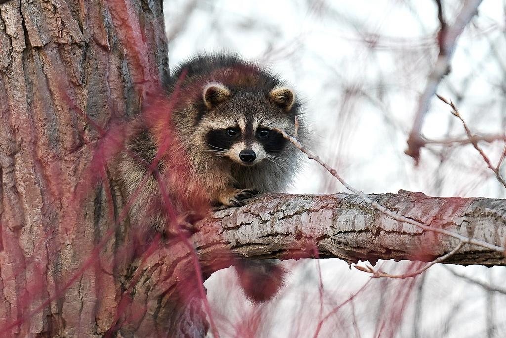 A raccoon on a branch looking straight at the photographer.