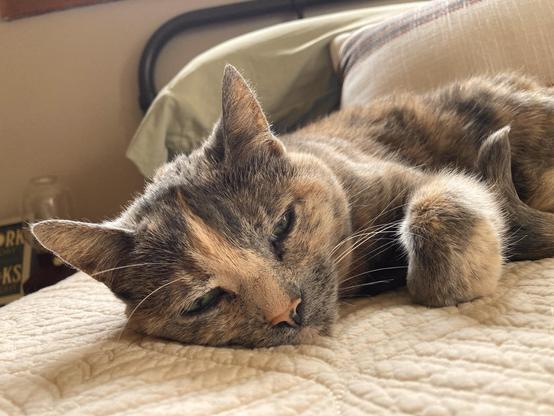 A cat