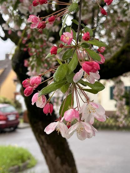 Obstblüte