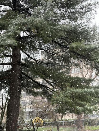 A snow-covered scene featuring a tall evergreen tree with soft flurries falling around it. In the background, blurred outlines of buildings and other trees are visible, creating a winter atmosphere.