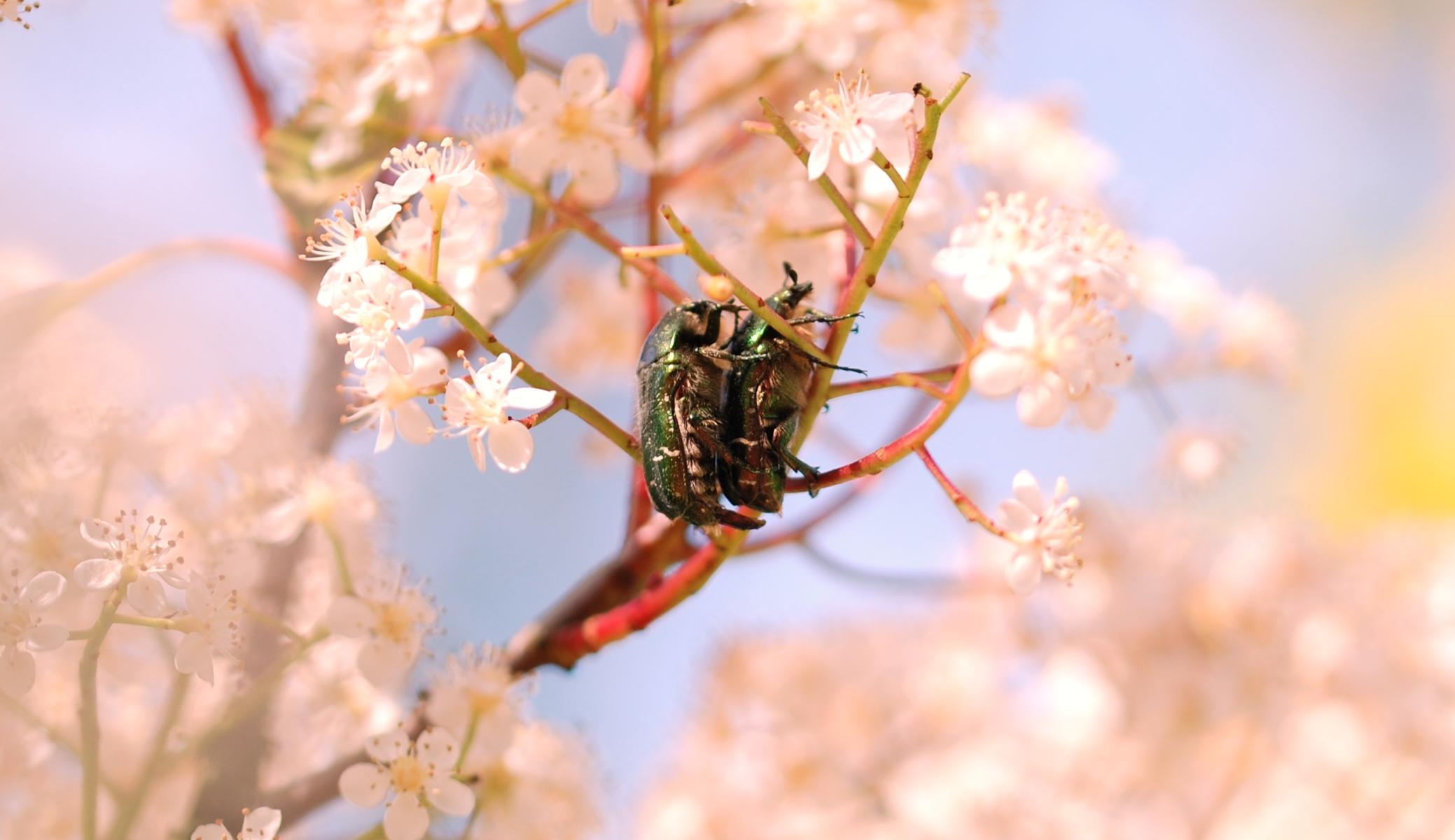 Photo de deux cétoines dorées (Cetonia aurata) en train de copuler parmi les fleurs.