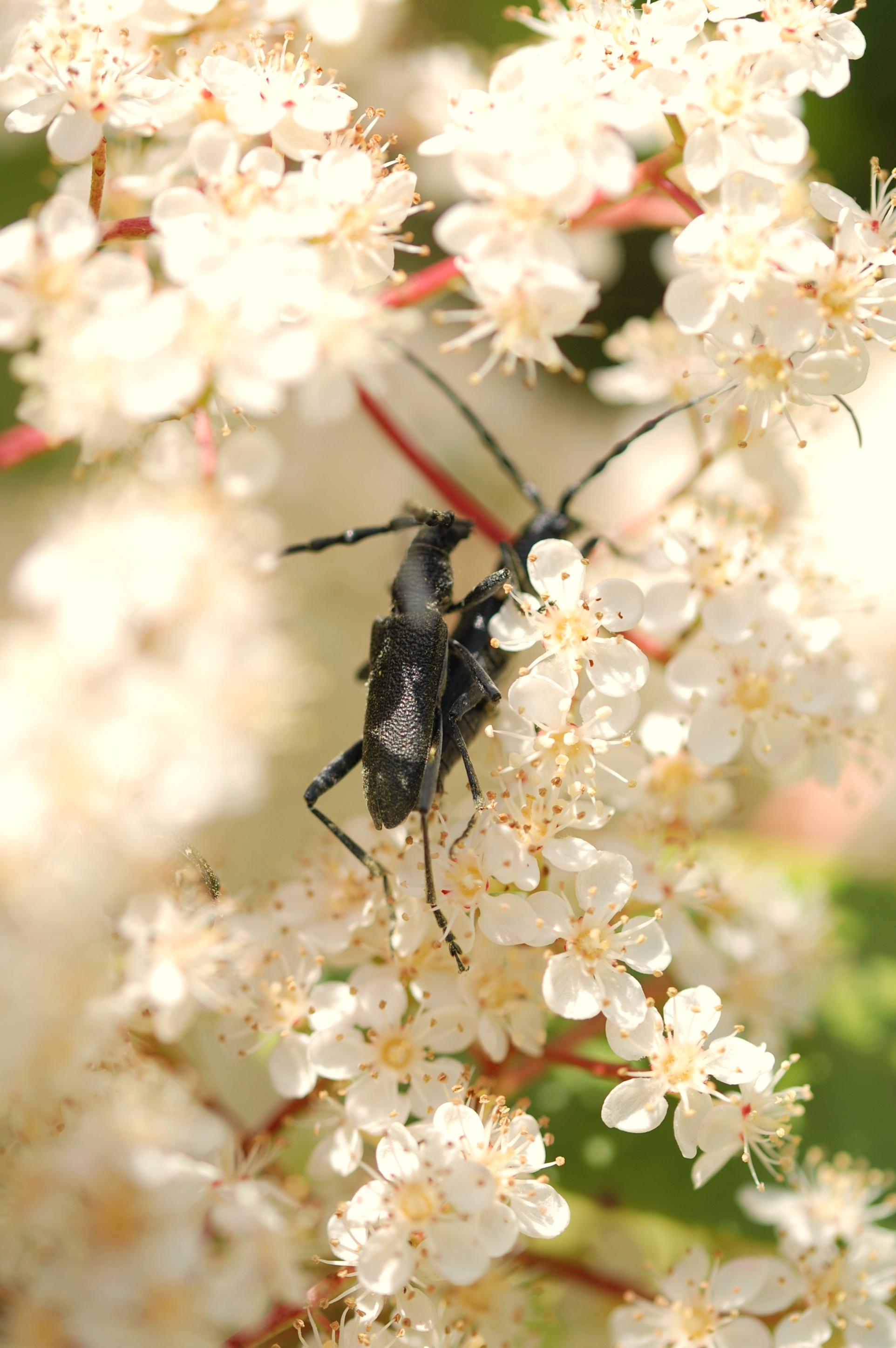 Photo de deux petits capricornes (Cerambyx scopolii) en train de copuler parmi les fleurs.