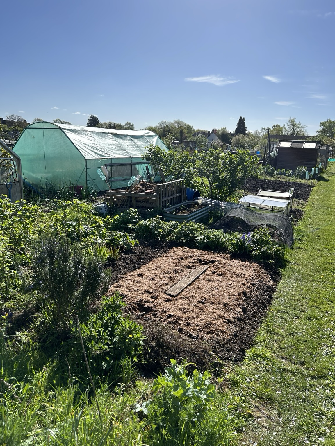 The asparagus bed now has a nice layer of straw mulch over the top.