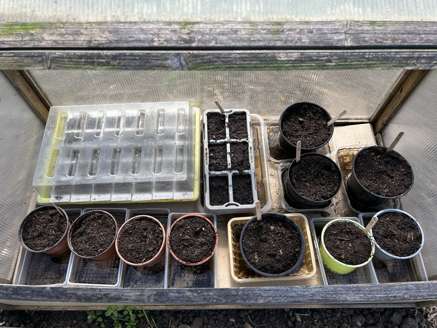 A small wood-framed cold frame full of plant pots and seed trays. No seedlings have emerged yet.