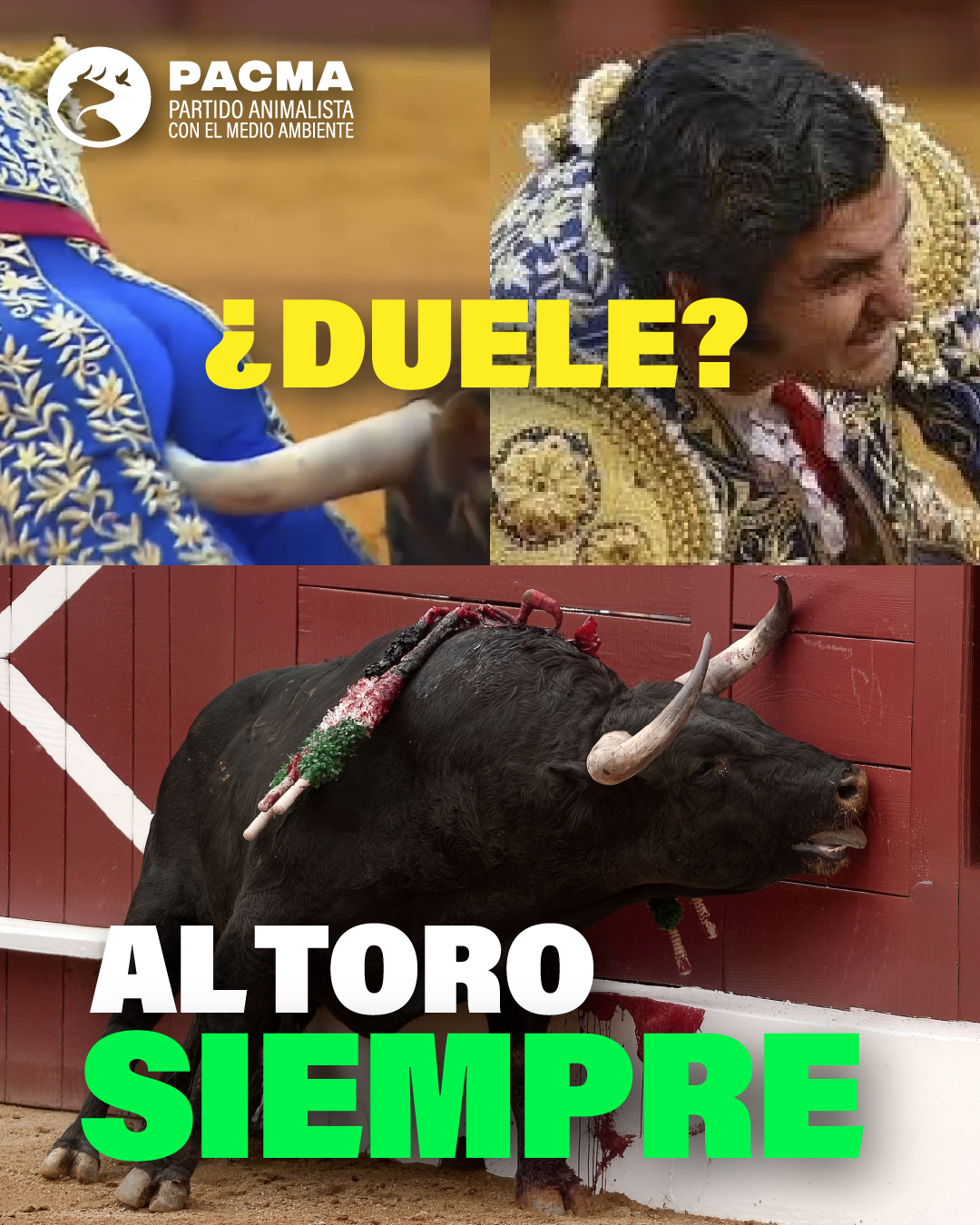 Imagen dividida en tres partes. Arriba a la izquierda, detalle de la cornada de ayer de Morante de la Puebla, donde se ve el asta del toro contra su recto. Arriba a la derecha, el rostro de dolor del torero. Sobre esas imágenes, la pregunta: "¿Duele?". Debajo vemos a un toro a punto de morir, en una plaza, apoyado contra un burladero. Sobre esa imagen, el texto: "Al toro siempre". En la esquina superior izquierda, el logo de PACMA.