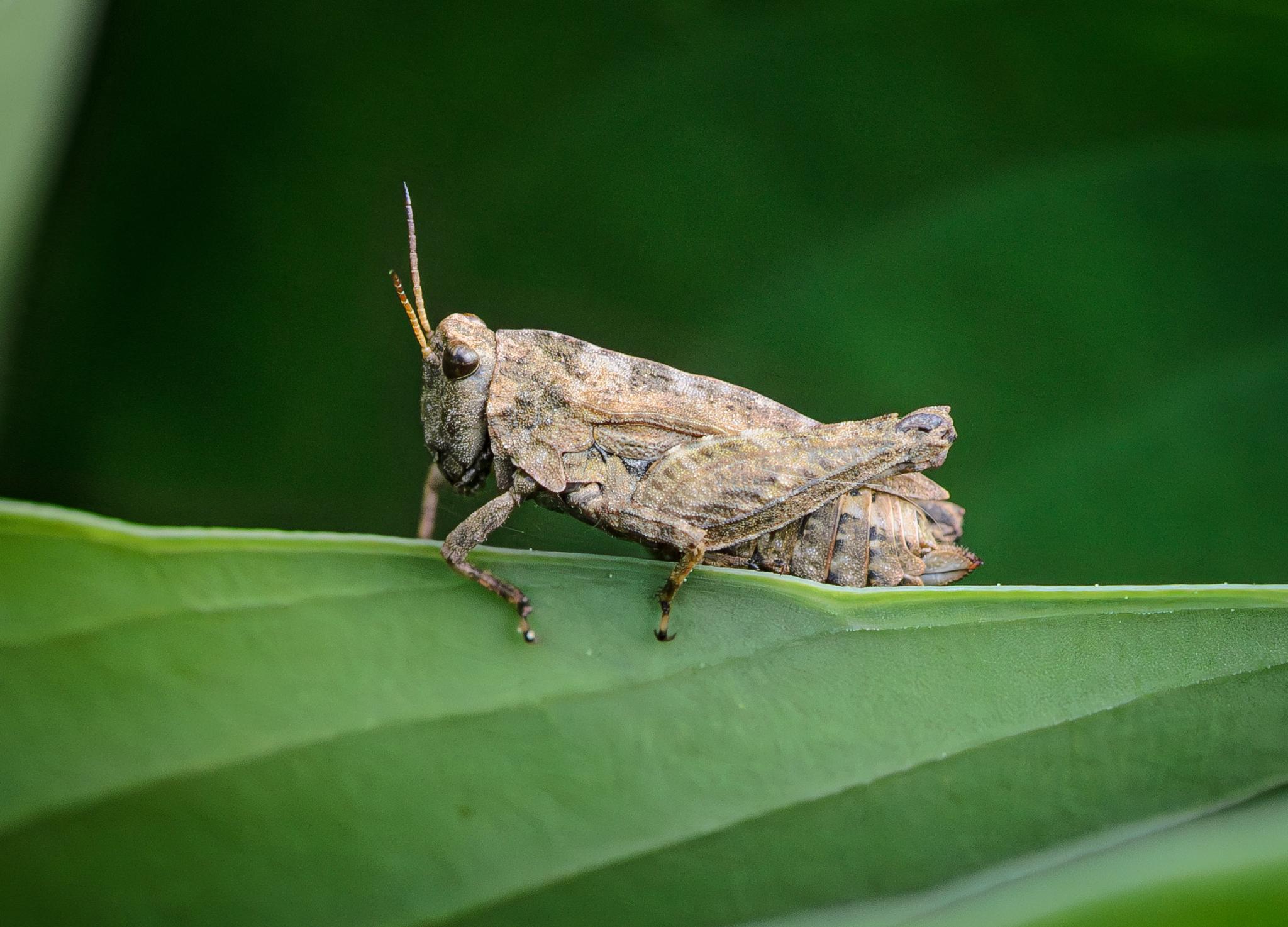 A small groundhopper, related to grasshoppers and crickets, seen side-on perched on the edge of a large green leaf. The groundhopper has a rough surface texture and is in mottled shades of brown, with touches of green. It has almost heart-shaped large brown compound eyes. The antennae are orange, turning slowly darker towards the tips.