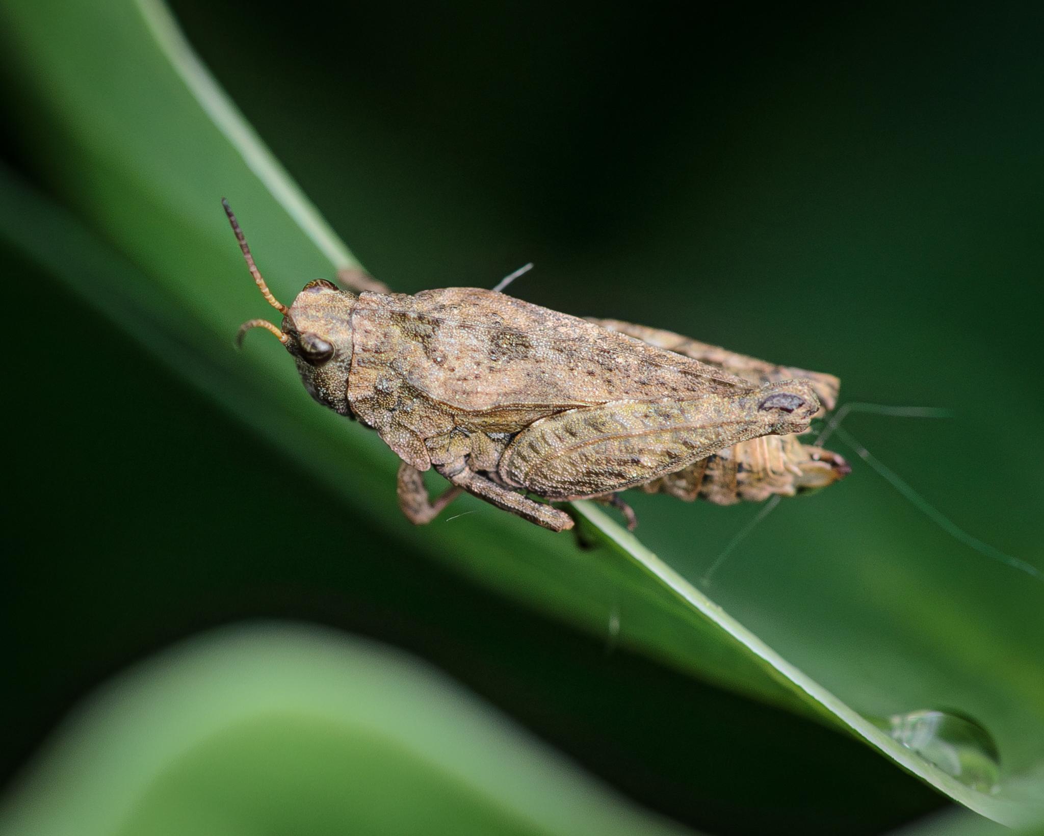 The same groundhopper seen more from above, showing its back with more light and dark brown mottling, with a fine ridge down the centre. Some structured colour bands can be seen in the eyes from this angle.